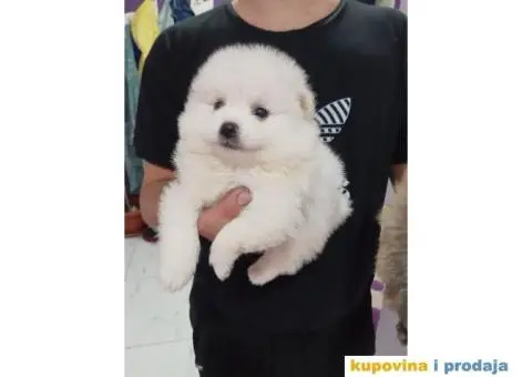 Pomeranci BOO spremni za preuzimanje - 1/3