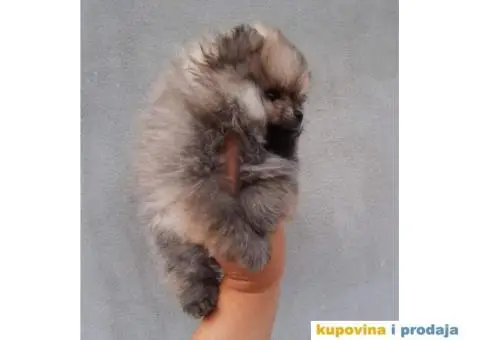 Pomeranci BOO spremni za preuzimanje - 2/3