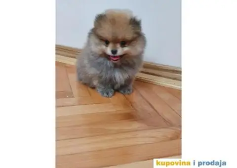 Pomeranci BOO spremni za preuzimanje - 3/3