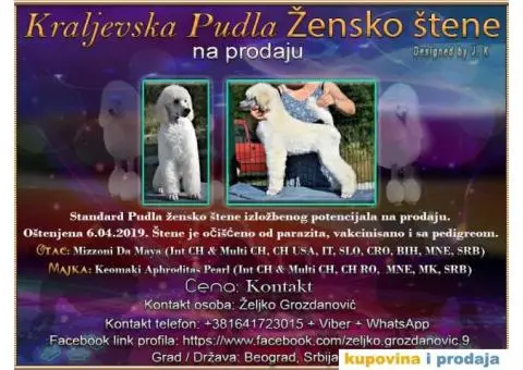 Kraljevska Pudla - 1/5