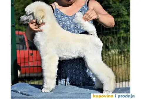 Kraljevska Pudla - 2/5