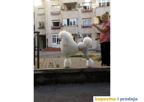 Kraljevska Pudla - 5/5