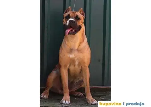 Cane Corso - 7/8