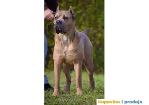 Cane Corso - 8/8