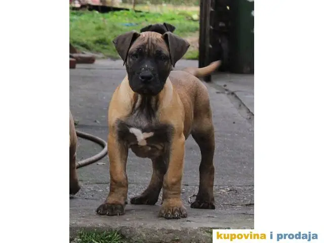 Stenci PRESA CANARIO sampionskog porekla - 1