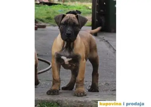 Stenci PRESA CANARIO sampionskog porekla - 1/9
