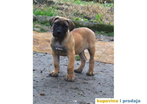 Stenci PRESA CANARIO sampionskog porekla - 2/9