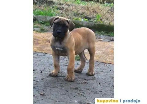 Stenci PRESA CANARIO sampionskog porekla - 2/9