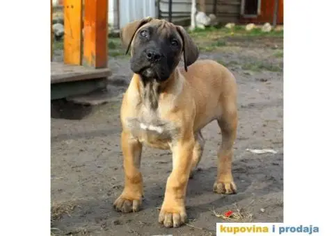 Stenci PRESA CANARIO sampionskog porekla - 3/9