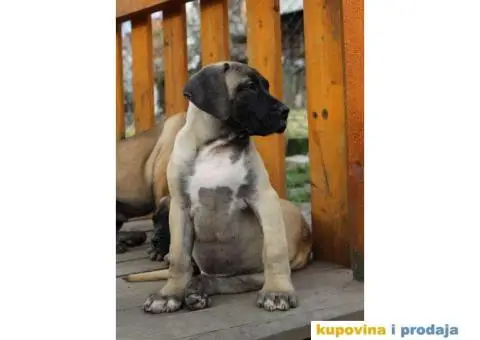 Stenci PRESA CANARIO sampionskog porekla - 4/9