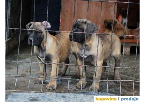 Stenci PRESA CANARIO sampionskog porekla - 5/9