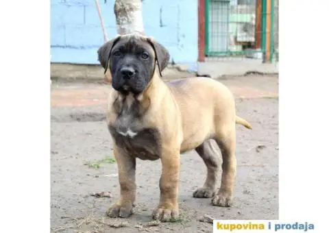 Stenci PRESA CANARIO sampionskog porekla - 6/9