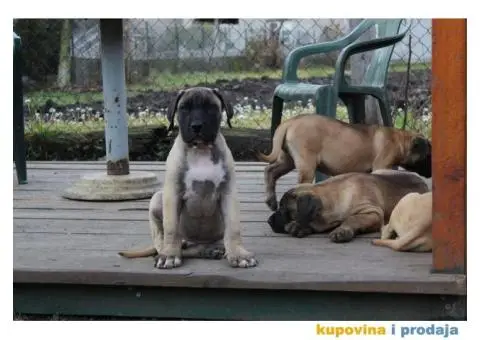 Stenci PRESA CANARIO sampionskog porekla - 7/9