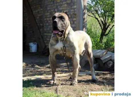 Stenci PRESA CANARIO sampionskog porekla - 8/9