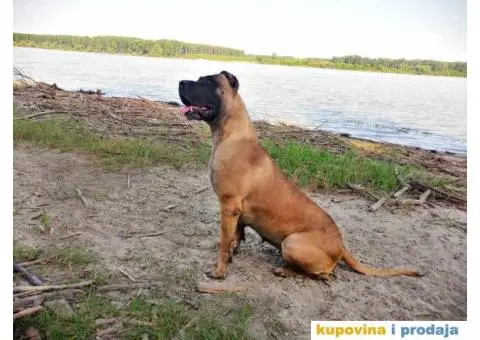Stenci PRESA CANARIO sampionskog porekla - 9/9