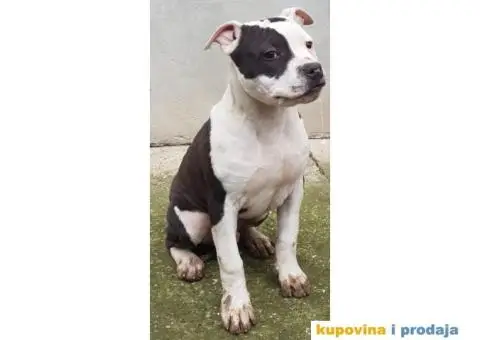 Americki staford stenci