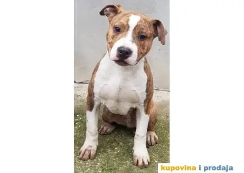 Americki staford stenci - 2/2