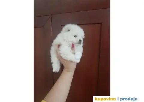 Pomeranci BOO stenci malog rasta - 1/4