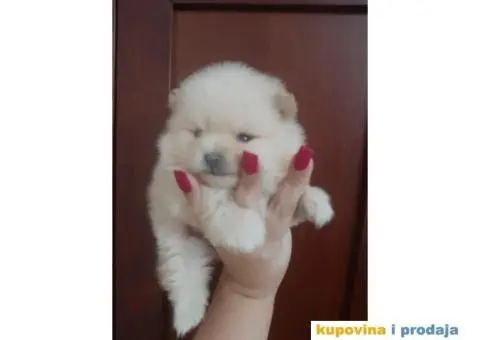 Pomeranci BOO stenci malog rasta - 2/4