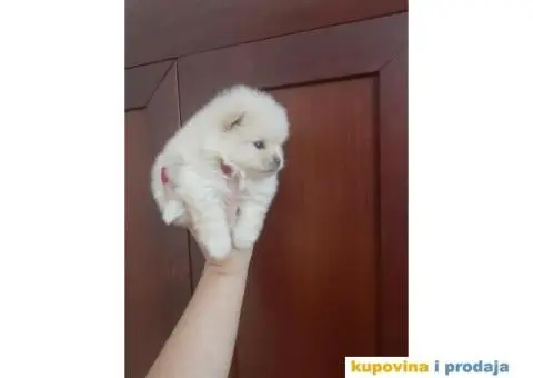 Pomeranci BOO stenci malog rasta - 3/4