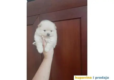 Pomeranci BOO stenci malog rasta - 4/4