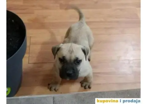 DOGO CANARIO vrhunsko leglo - 1/10