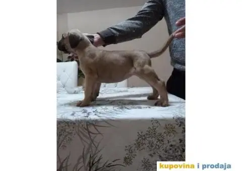 DOGO CANARIO vrhunsko leglo - 3/10