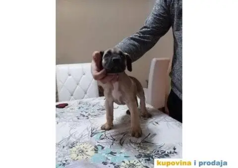 DOGO CANARIO vrhunsko leglo - 4/10