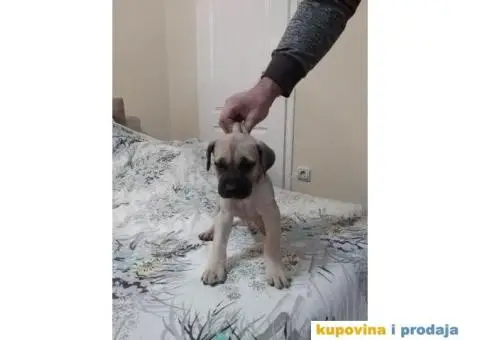 DOGO CANARIO vrhunsko leglo - 6/10