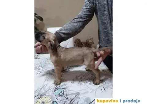 DOGO CANARIO vrhunsko leglo - 9/10