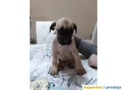 DOGO CANARIO vrhunsko leglo - 10/10