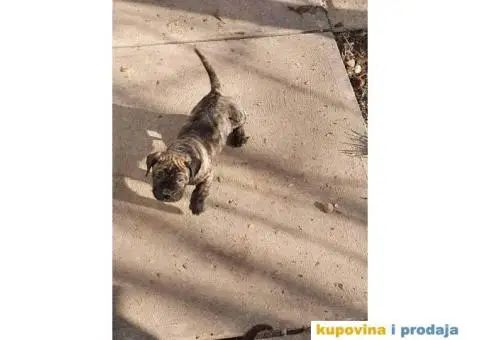 Stenci PRESA CANARIO - 1/7