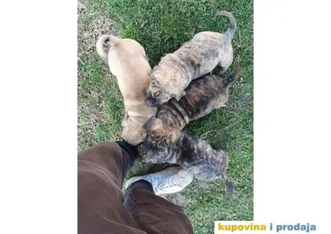 Stenci PRESA CANARIO - 2/7