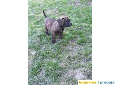 Stenci PRESA CANARIO - 3/7