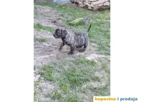 Stenci PRESA CANARIO - 4/7