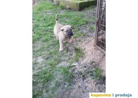 Stenci PRESA CANARIO - 5/7