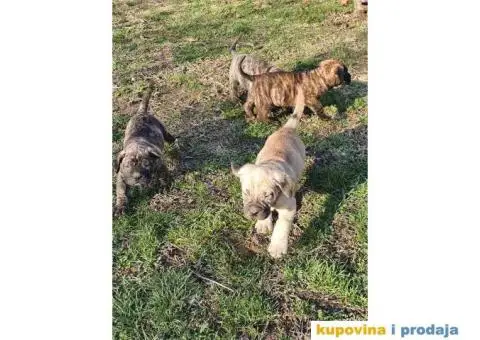 Stenci PRESA CANARIO - 6/7
