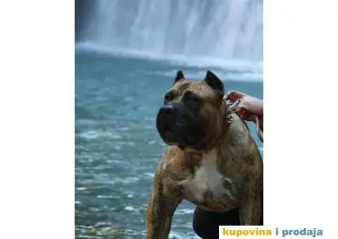 Stenci PRESA CANARIO - 7/7