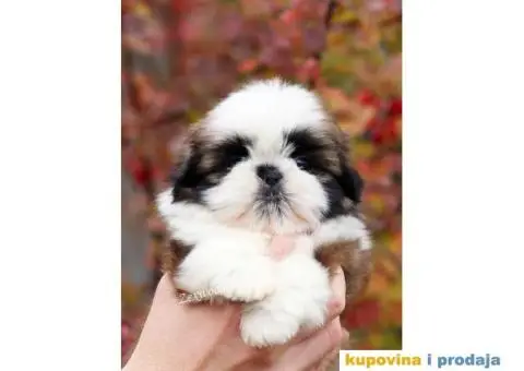 Prelepa ženkica ŠI-CU - 1/8