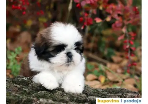 Prelepa ženkica ŠI-CU - 2/8