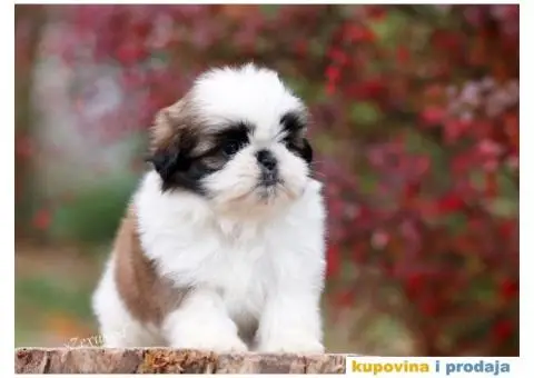 Prelepa ženkica ŠI-CU - 3/8