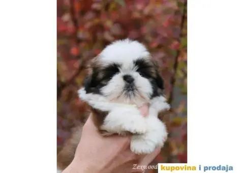 Prelepa ženkica ŠI-CU - 4/8