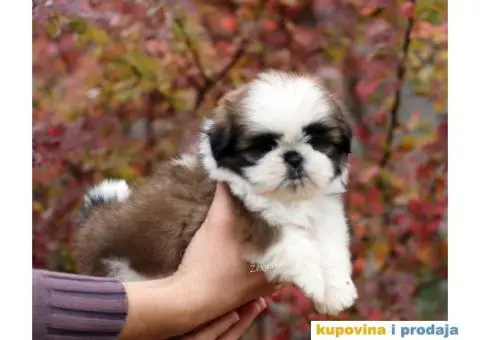 Prelepa ženkica ŠI-CU - 5/8