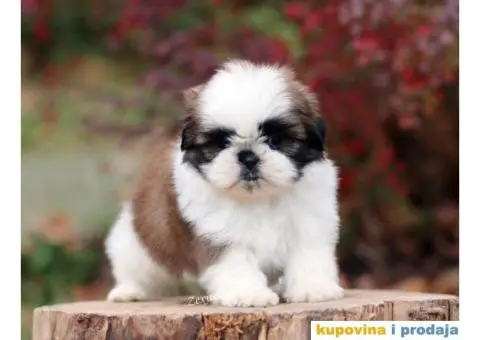 Prelepa ženkica ŠI-CU - 6/8