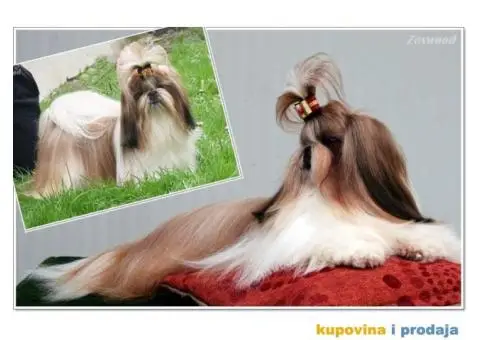 Prelepa ženkica ŠI-CU - 8/8