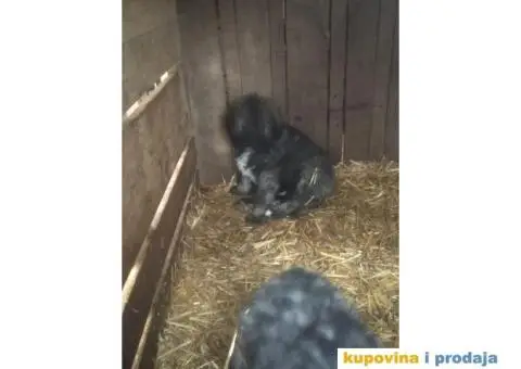 Prodajem stence mesanac kavkavskog ovcara i sarplaninca - 1/10