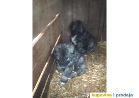 Prodajem stence mesanac kavkavskog ovcara i sarplaninca - 2/10