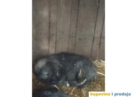 Prodajem stence mesanac kavkavskog ovcara i sarplaninca - 4/10