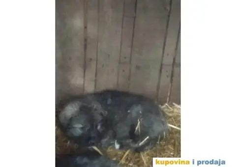 Prodajem stence mesanac kavkavskog ovcara i sarplaninca - 4/10