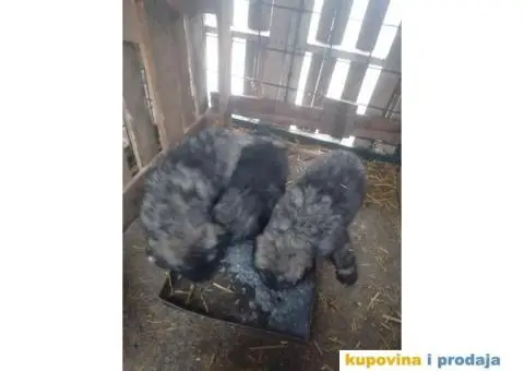 Prodajem stence mesanac kavkavskog ovcara i sarplaninca - 5/10